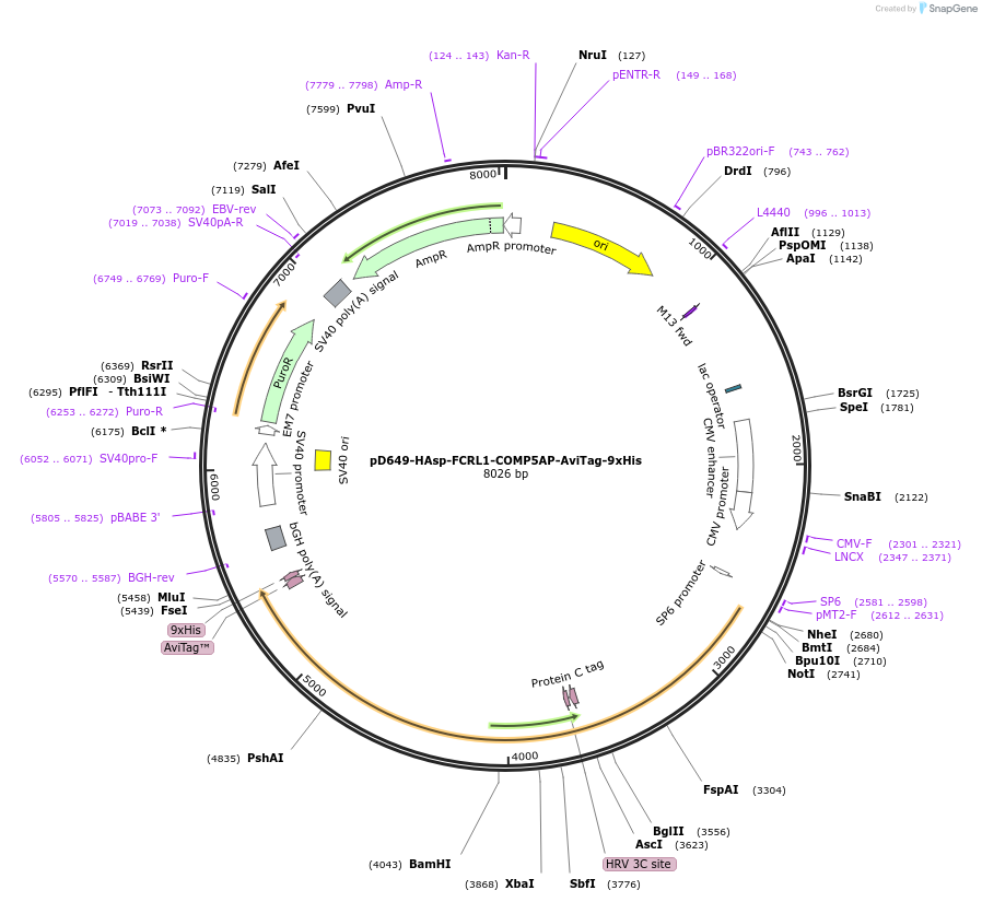 157296-plasmid-map-sequence-id-303701