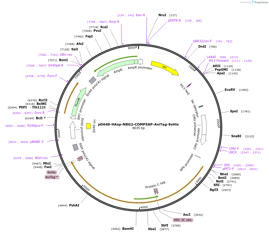 157298-plasmid-map-sequence-id-303705