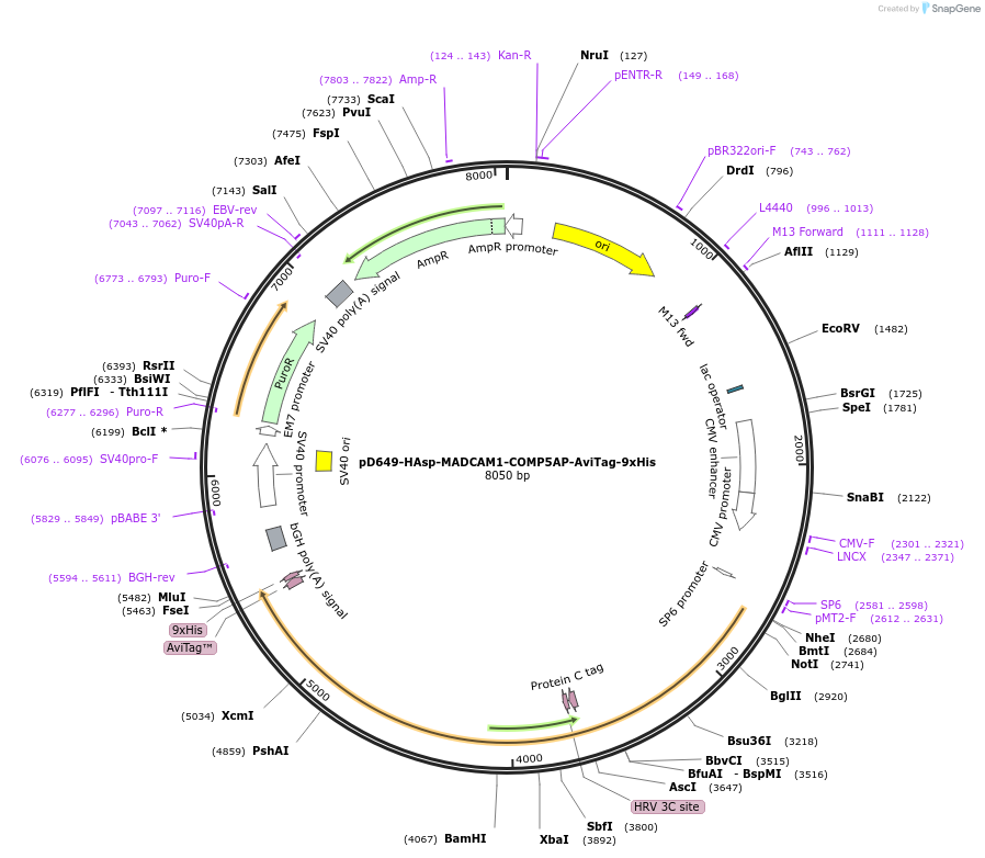 157301-plasmid-map-sequence-id-303711