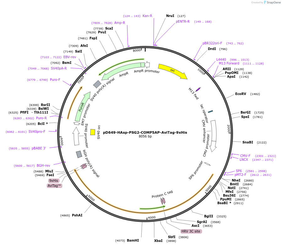 157302-plasmid-map-sequence-id-303713