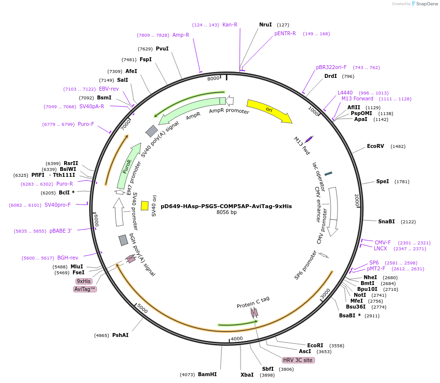 157303-plasmid-map-sequence-id-303715