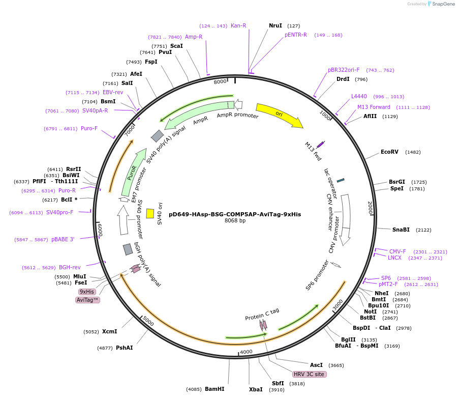 157306-plasmid-map-sequence-id-303721