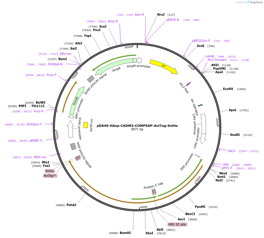 157309-plasmid-map-sequence-id-303727