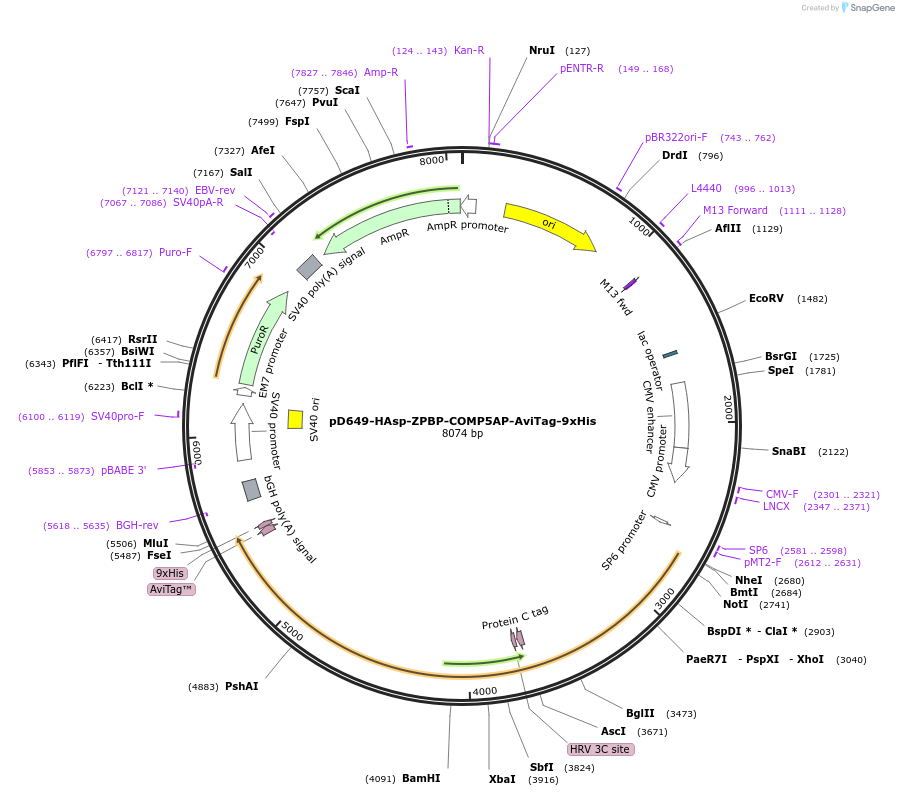 157311-plasmid-map-sequence-id-303731