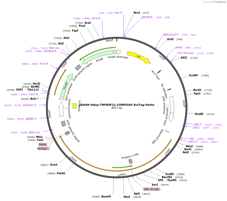 157312-plasmid-map-sequence-id-303733