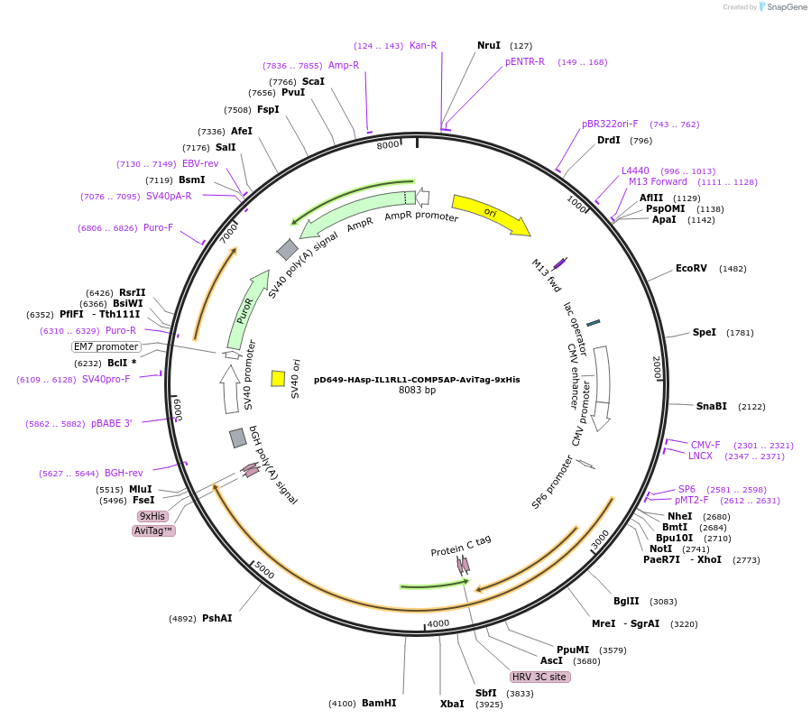 157314-plasmid-map-sequence-id-303737