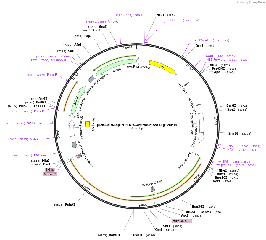 157315-plasmid-map-sequence-id-303739
