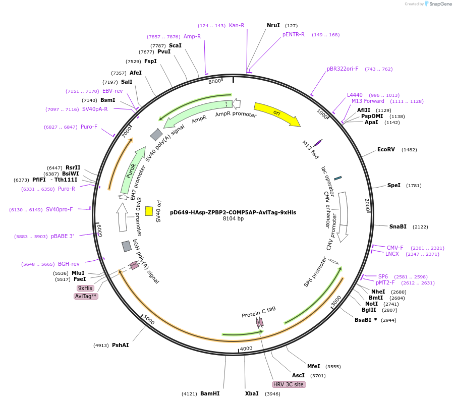 157318-plasmid-map-sequence-id-303745