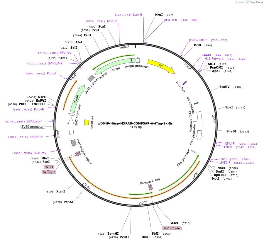 157328-plasmid-map-sequence-id-303765