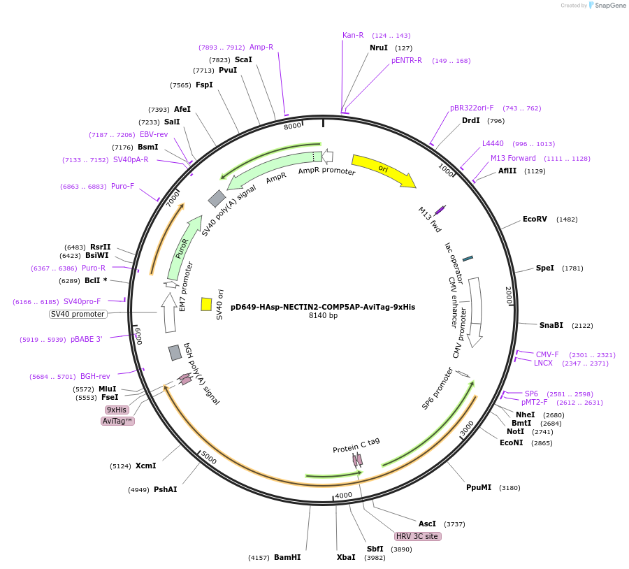 157331-plasmid-map-sequence-id-303771