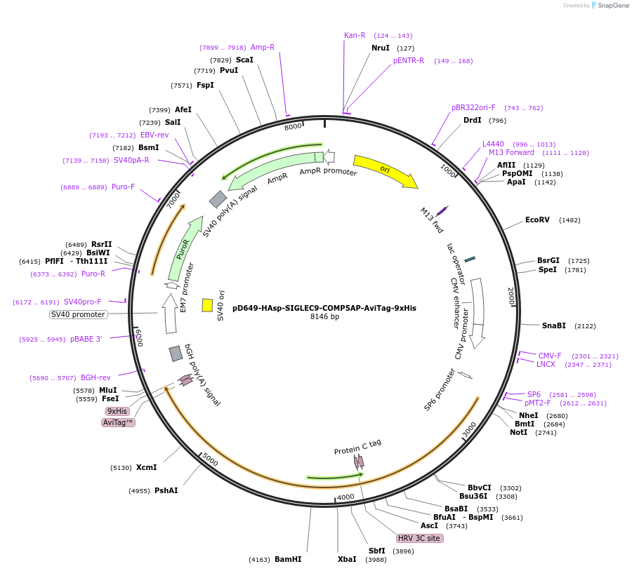 157335-plasmid-map-sequence-id-303779