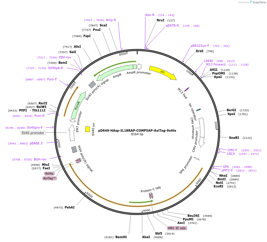 157339-plasmid-map-sequence-id-303787