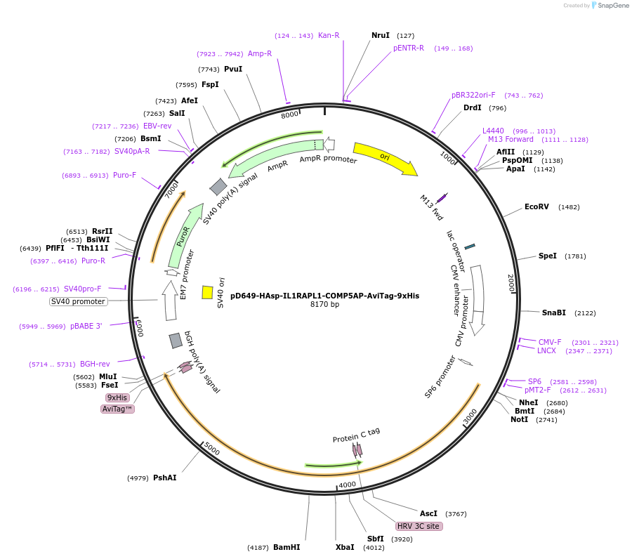 157342-plasmid-map-sequence-id-303793
