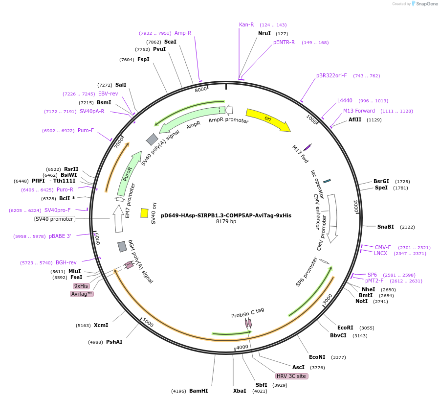 157346-plasmid-map-sequence-id-303801