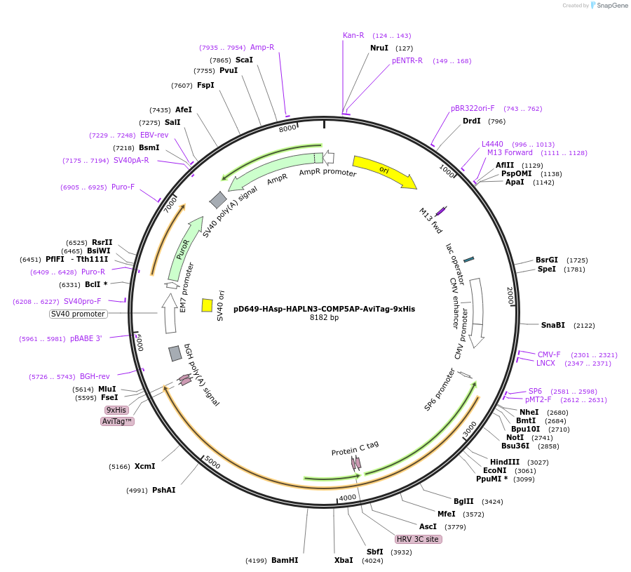 157349-plasmid-map-sequence-id-303807