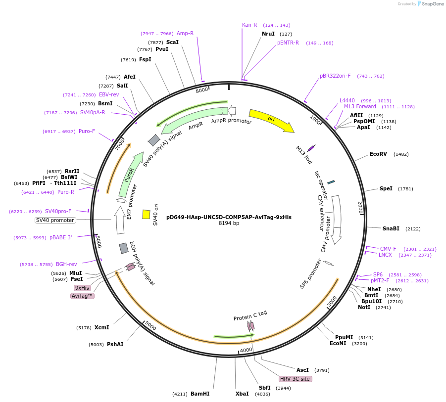 157353-plasmid-map-sequence-id-303815