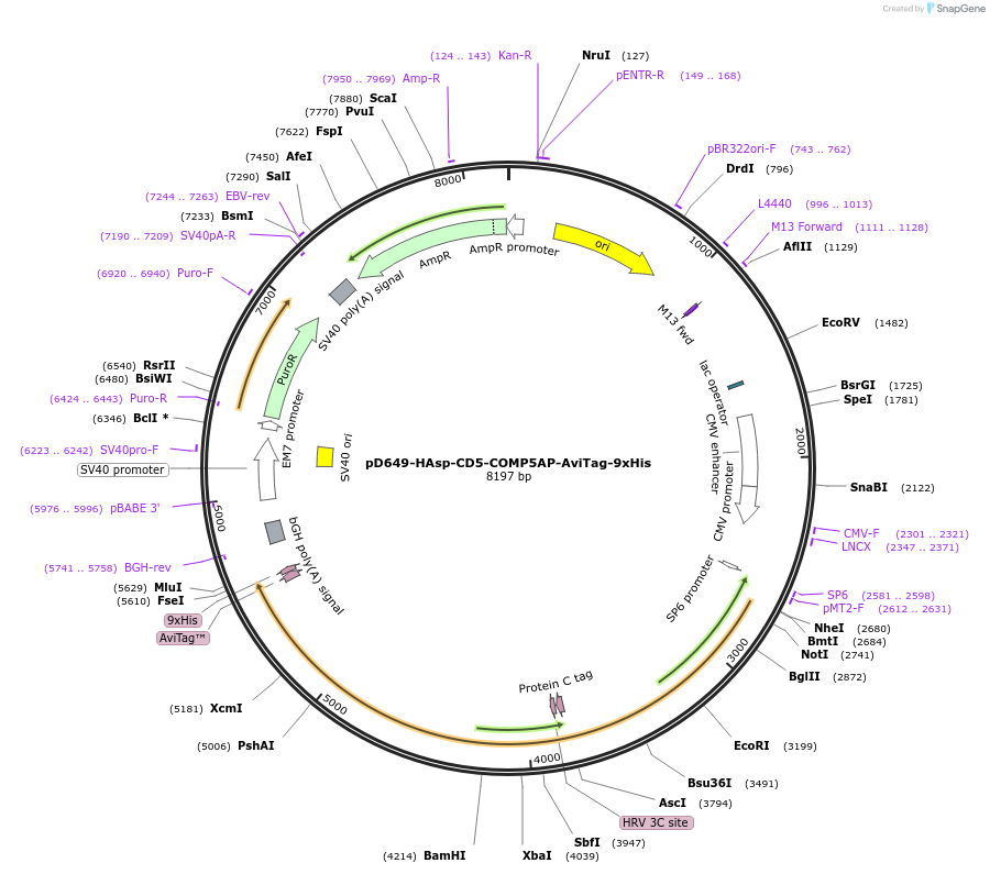 157357-plasmid-map-sequence-id-303823