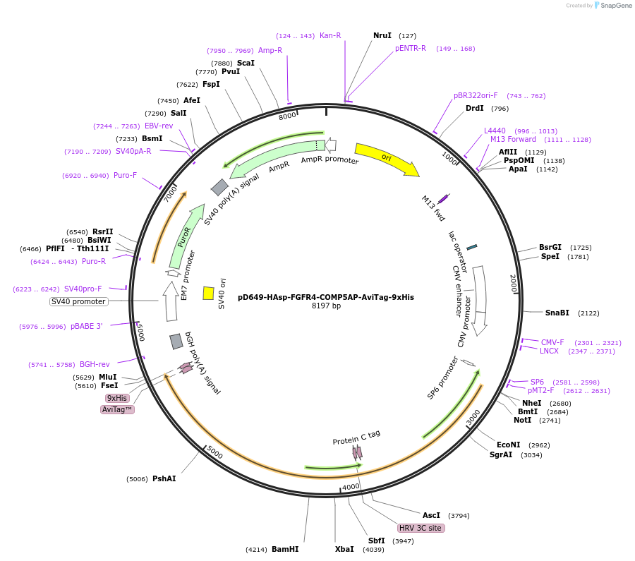 157358-plasmid-map-sequence-id-303825