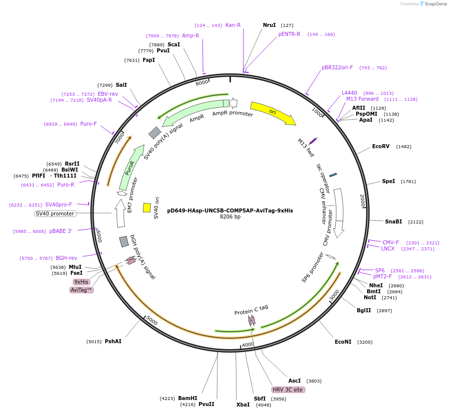 157359-plasmid-map-sequence-id-303827