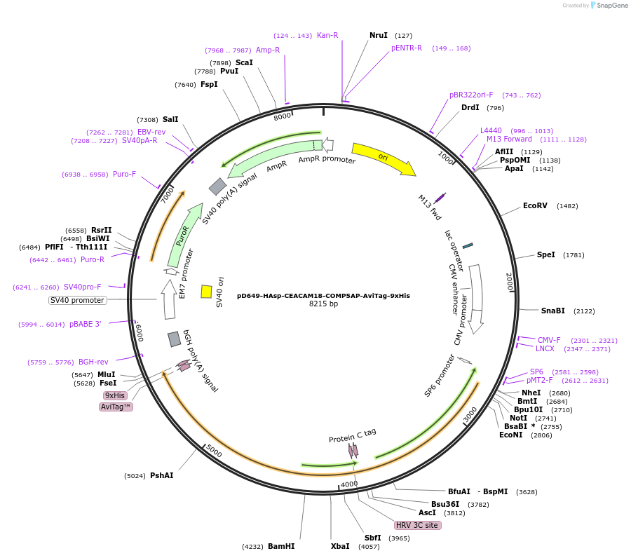 157361-plasmid-map-sequence-id-303831
