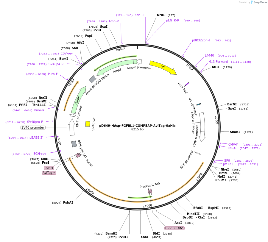 157363-plasmid-map-sequence-id-303835