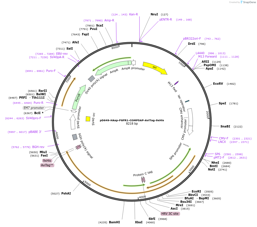 157364-plasmid-map-sequence-id-303837