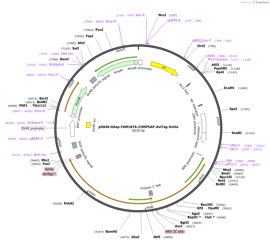 157366-plasmid-map-sequence-id-303841