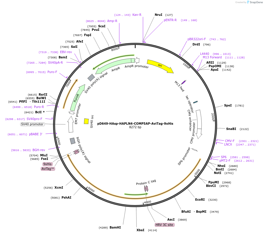 157373-plasmid-map-sequence-id-303855