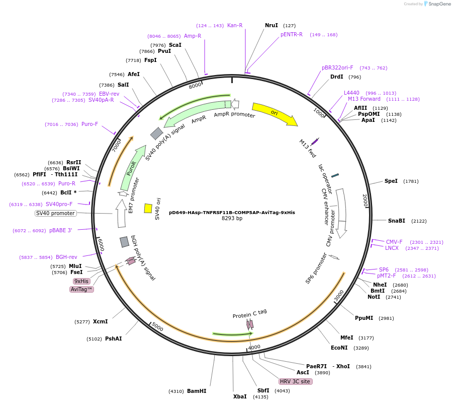 157375-plasmid-map-sequence-id-303859