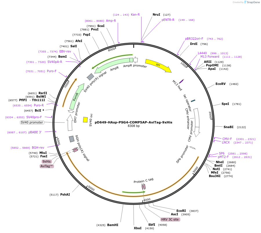 157380-plasmid-map-sequence-id-303869