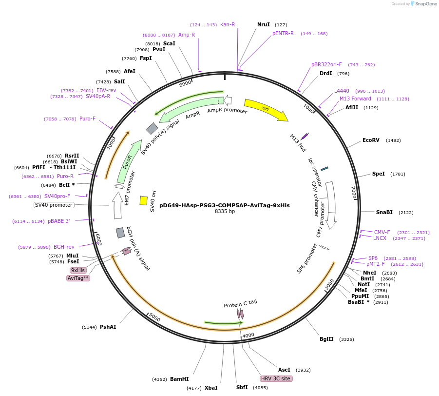 157391-plasmid-map-sequence-id-303891