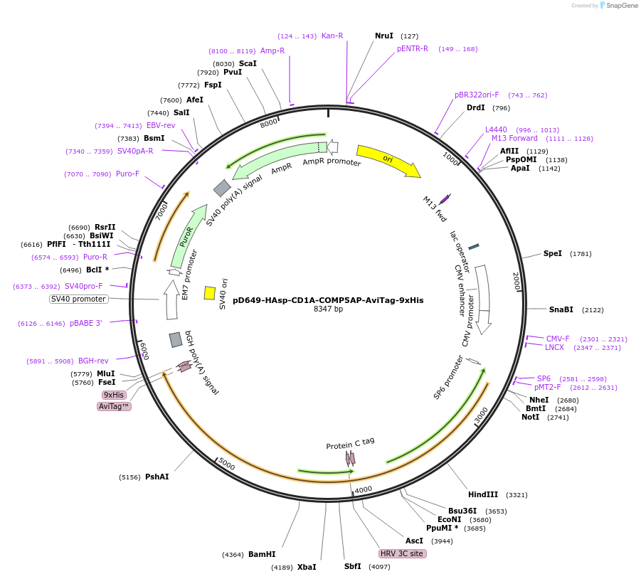 157394-plasmid-map-sequence-id-303897