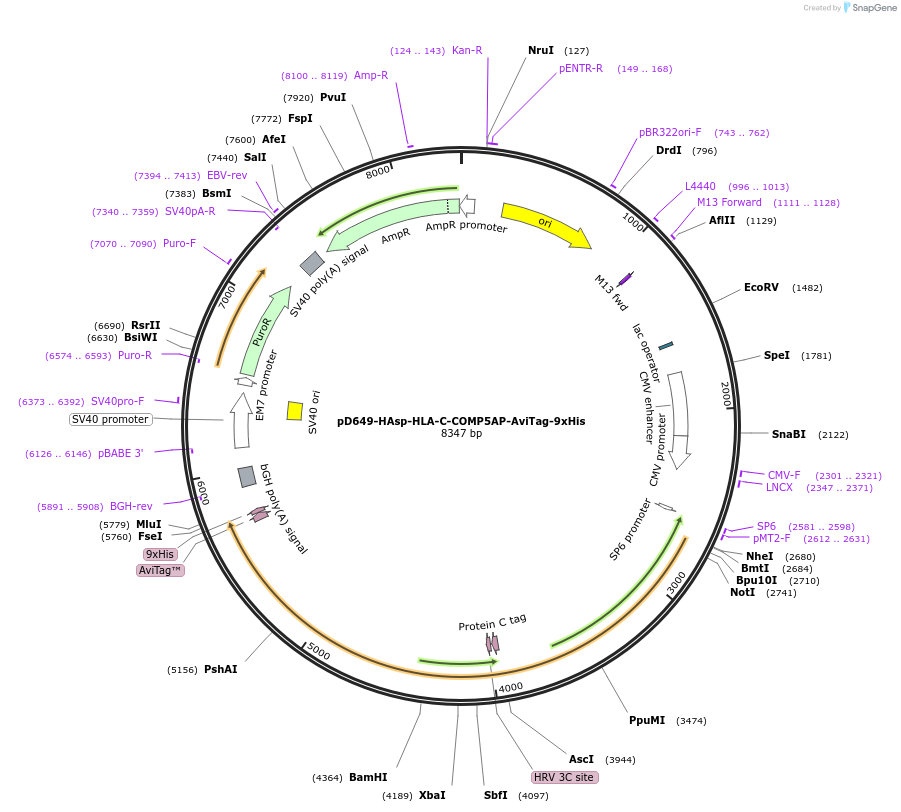 157395-plasmid-map-sequence-id-303899