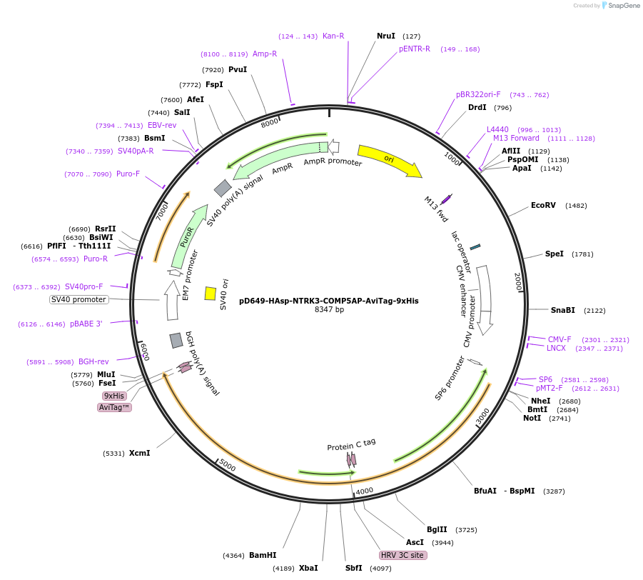 157400-plasmid-map-sequence-id-303909