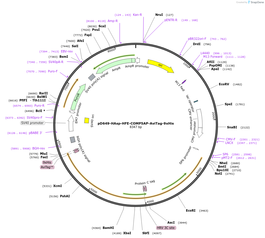 157401-plasmid-map-sequence-id-303911