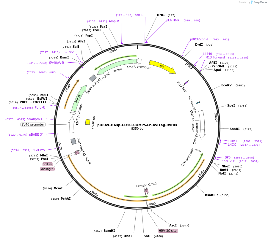 157402-plasmid-map-sequence-id-303913
