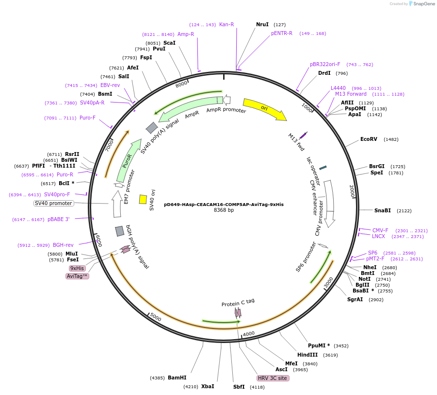 157406-plasmid-map-sequence-id-303921