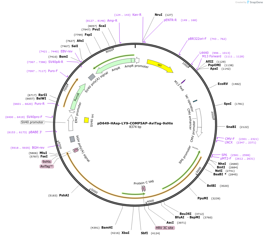 157407-plasmid-map-sequence-id-303923