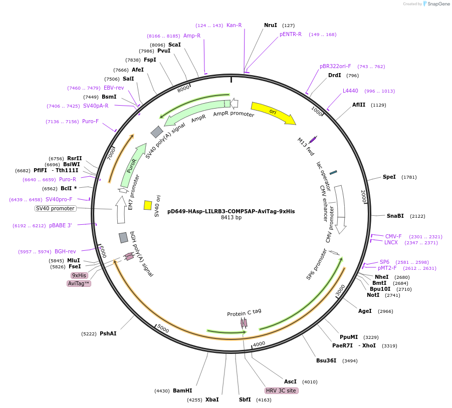 157412-plasmid-map-sequence-id-303933