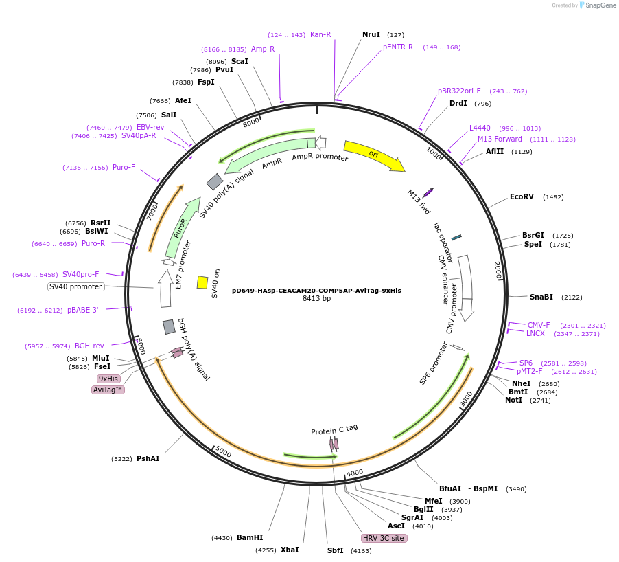 157413-plasmid-map-sequence-id-303935