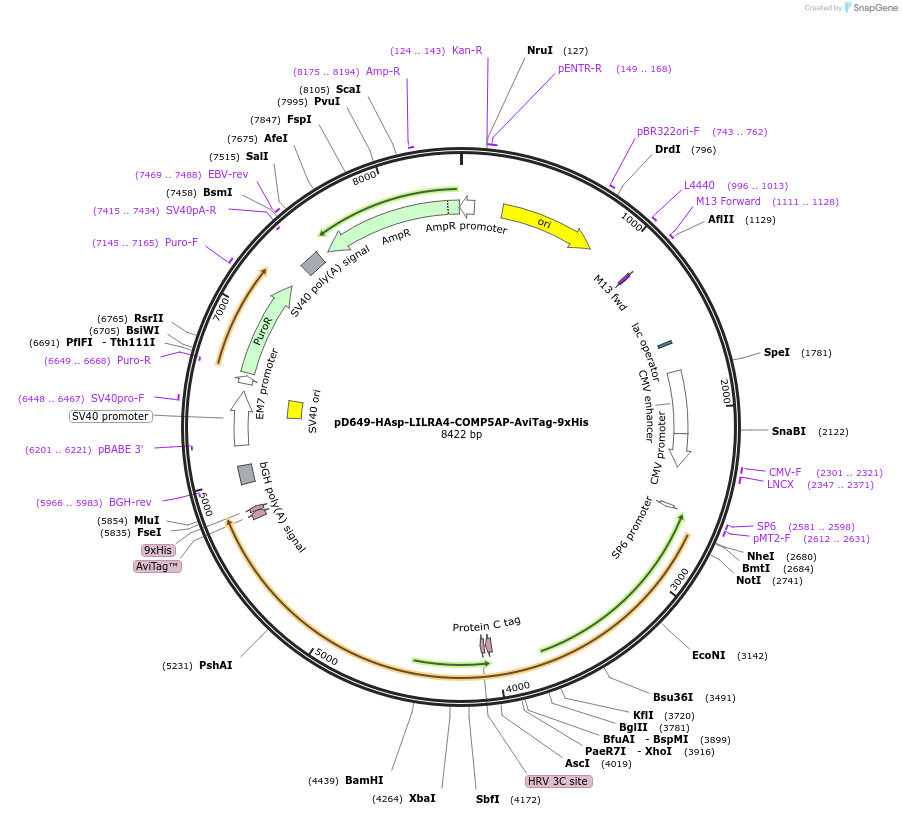 157415-plasmid-map-sequence-id-303939