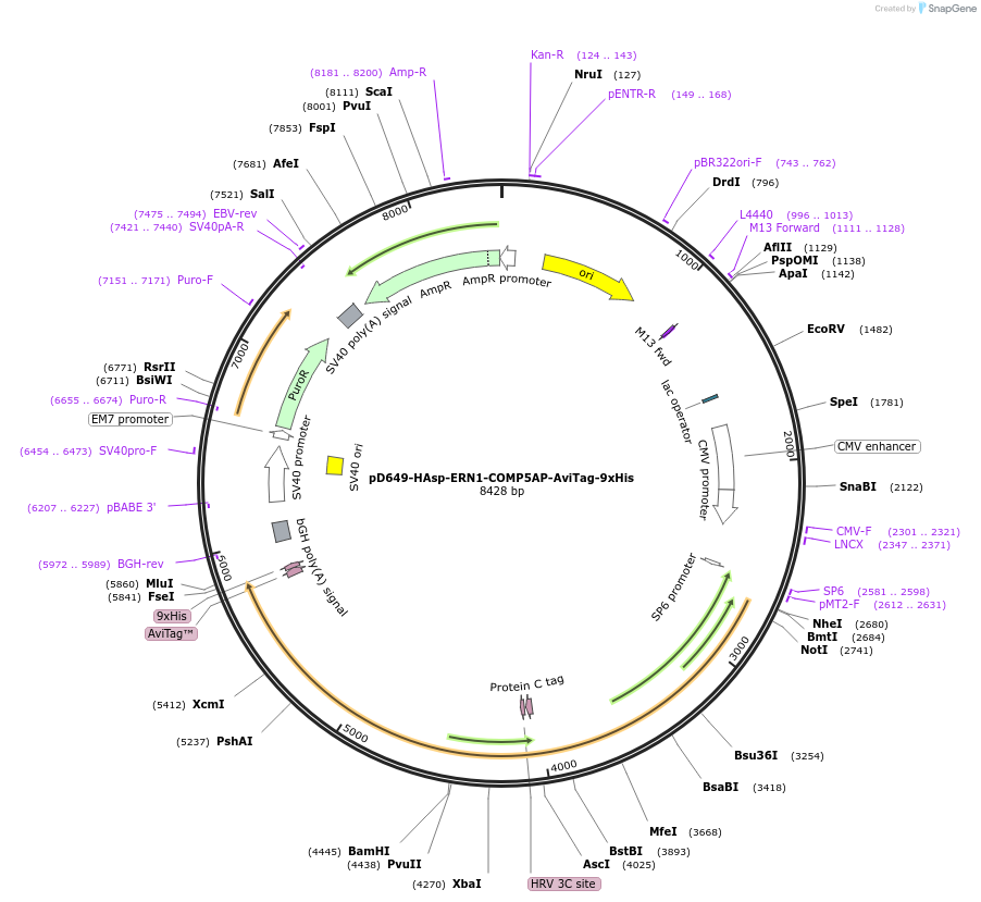 157418-plasmid-map-sequence-id-303945