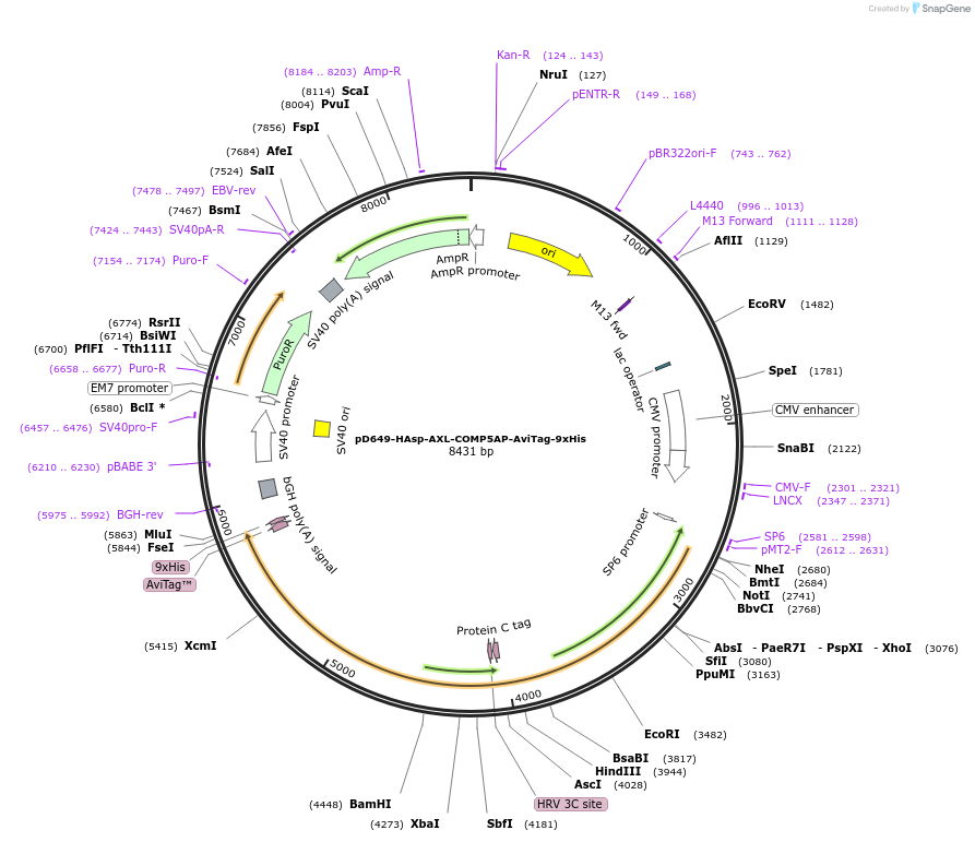 157419-plasmid-map-sequence-id-303947
