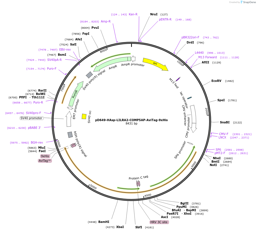 157420-plasmid-map-sequence-id-303949