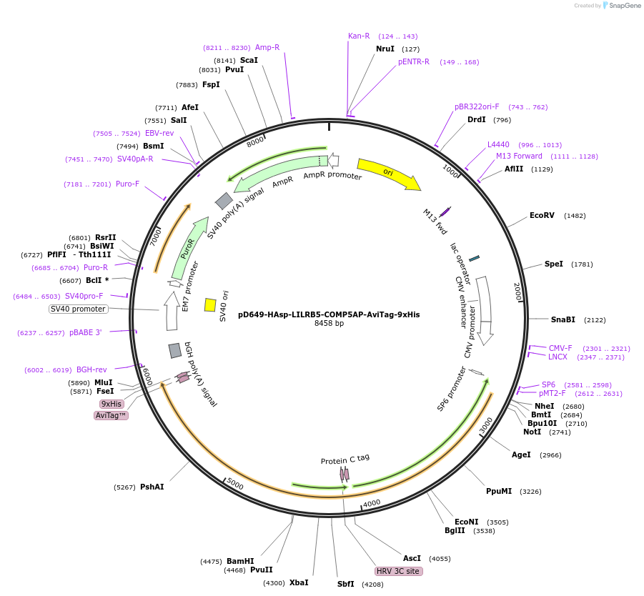 157424-plasmid-map-sequence-id-303957