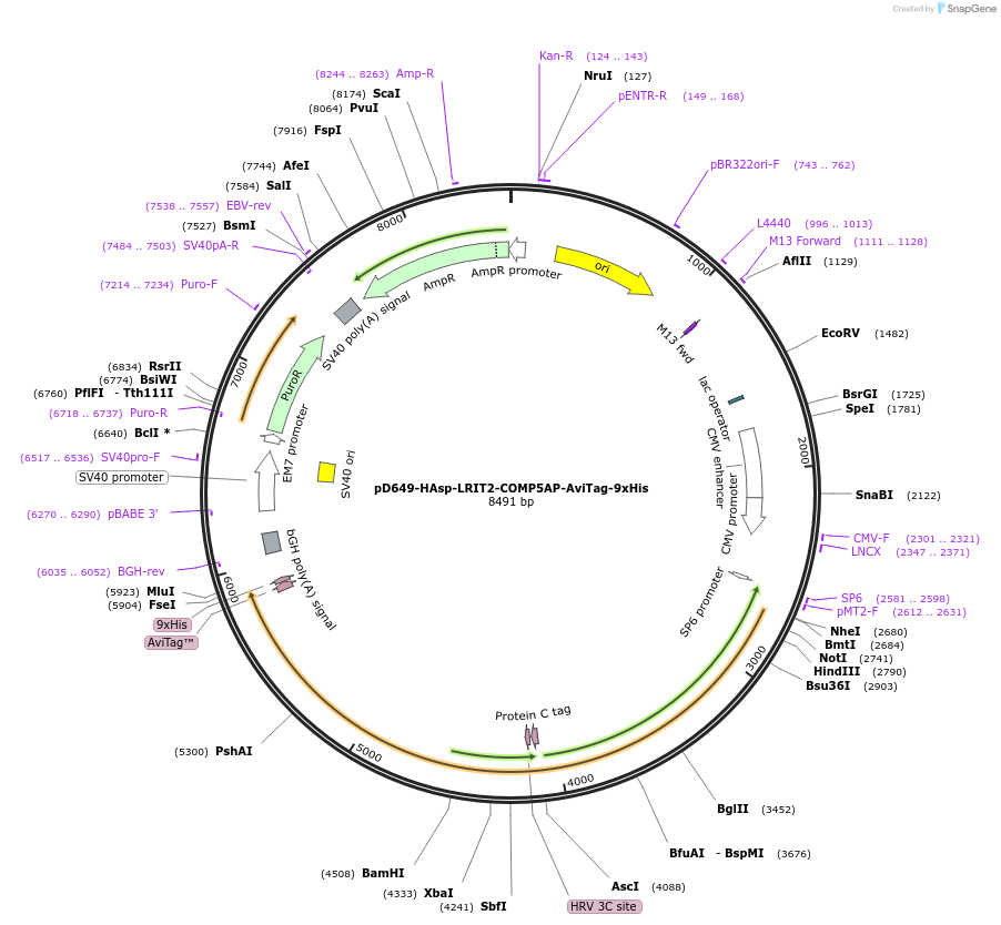 157431-plasmid-map-sequence-id-303971