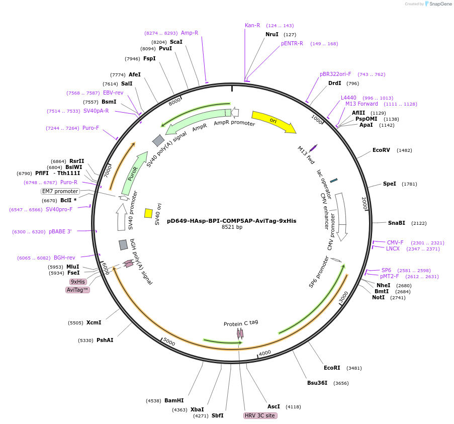 157433-plasmid-map-sequence-id-303975