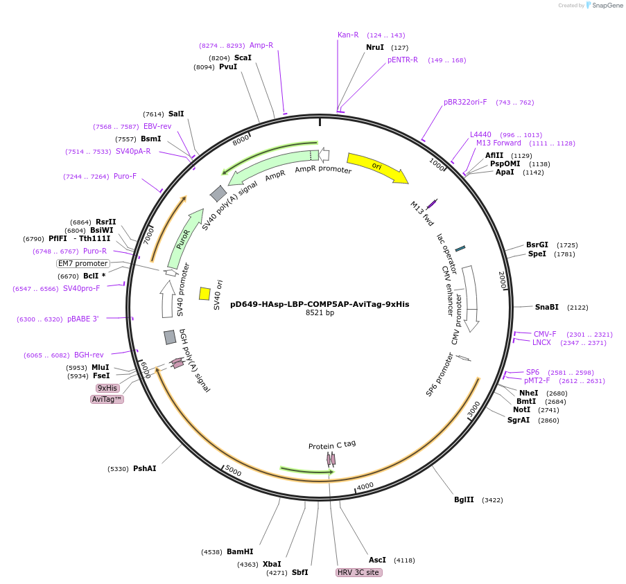 157434-plasmid-map-sequence-id-303977