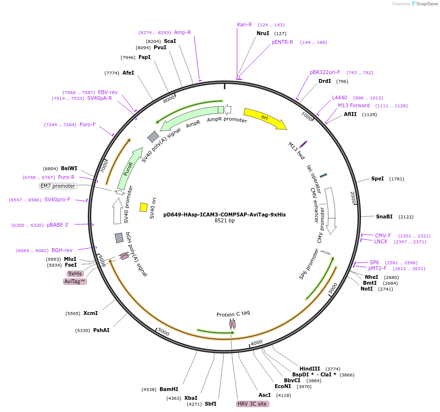 157435-plasmid-map-sequence-id-303979