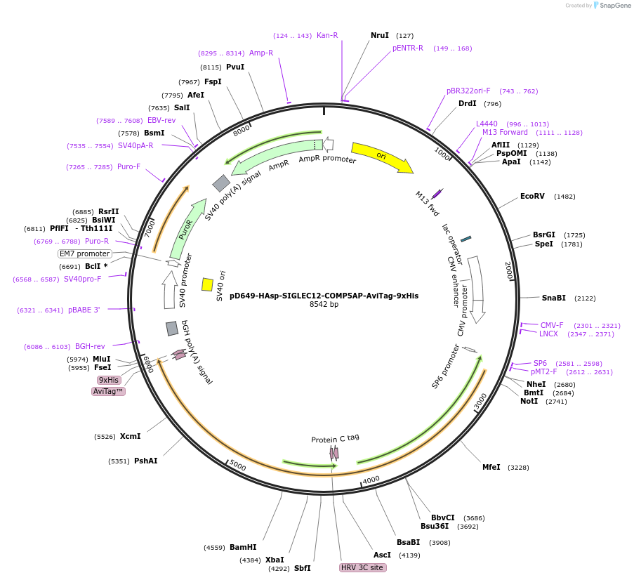 157436-plasmid-map-sequence-id-303981